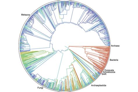 Researchers draft the first comprehensive tree of life