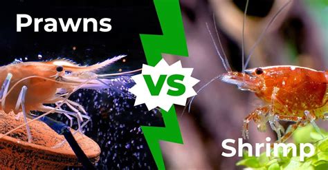 Prawns vs Shrimp: Main Differences Explained - A-Z Animals