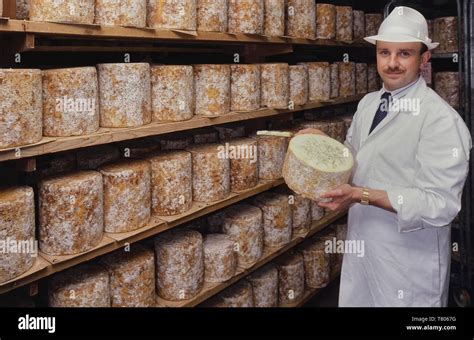 Maturing and ripening blue Stilton cheese stored at Long Clawson Dairy, Long Clawson, Melton ...