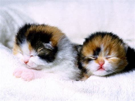 Calico Cats Wallpapers - Wallpaper Cave