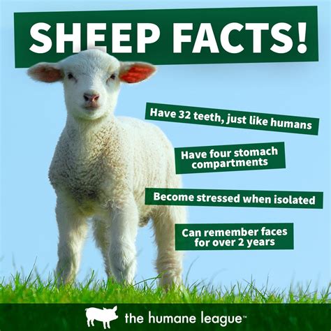 Sheep facts! | Fun facts about animals, Animal facts for kids, Facts about sheep