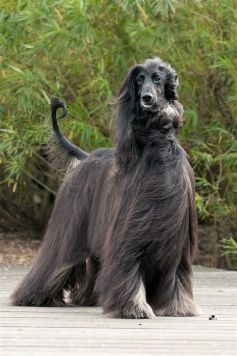 Afghan hound, Dog breeds, Dogs