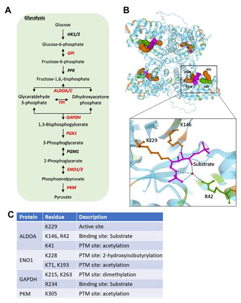 (A) Flow diagram showing glycolysis. Enzymes highlighted in red contain... | Download Scientific ...