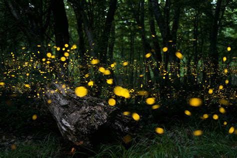 4 Simple Ways to Attract Fireflies to Your Backyard - David Avocado Wolfe