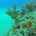 Hotel Coral Blanco | Ocean Kayaking & Snorkeling in Coral Reefs