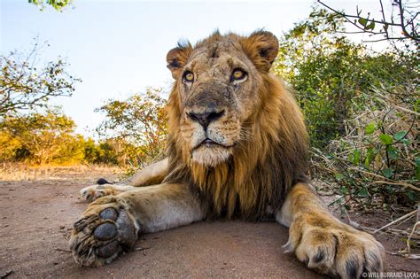 Old Lion | Will Burrard-Lucas