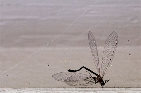 Free Images : sand, wing, insect, invertebrate 2908x1937 - - 206513 - Free stock photos - PxHere