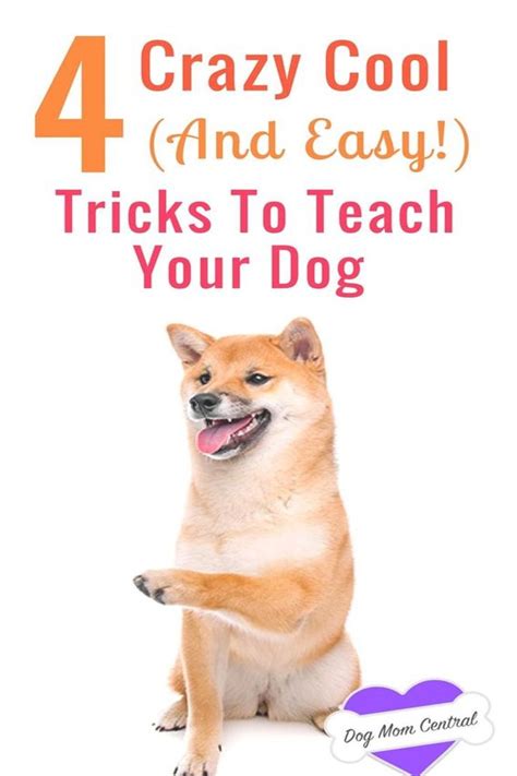 4 Crazy Cool (and Easy!) Tricks to Teach Your Dog - dog training tips ...