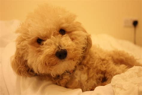 My dog, Lilo. She is a Bichon Frise X Toy Poodle. | Bichon frise ...