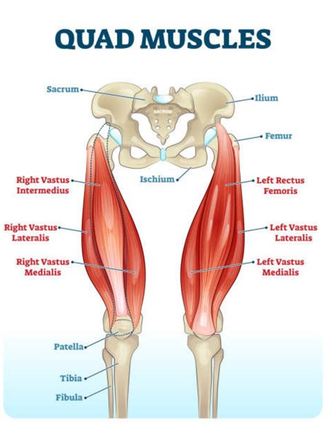 Quad Muscles Chart and Study Guide - Etsy