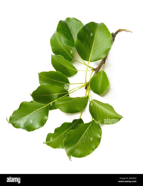 Green Pear tree leaves on white background Stock Photo - Alamy