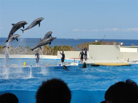 Okinawa: A Marine Adventure: Ocean Expo Park Dolphin Show & Churaumi Aquarium Playground