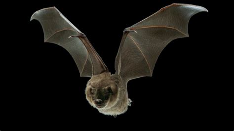 ScienceTake | Secrets of the Bat Wing - Video - NYTimes.com