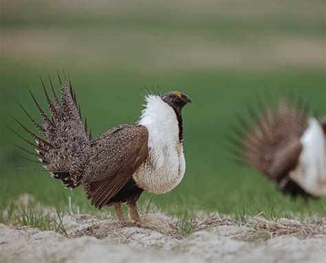 Greater Sage-Grouse (Centrocercus Urophasianus) - History and Biology