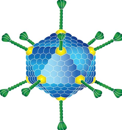 Canine Adenovirus Type 2 (CAV-2) Vaccine - Creative Biolabs