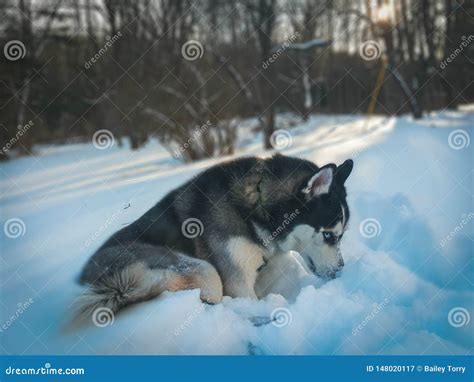 Husky with Blue Eyes in Snow Stock Image - Image of aesthetic, sunset ...