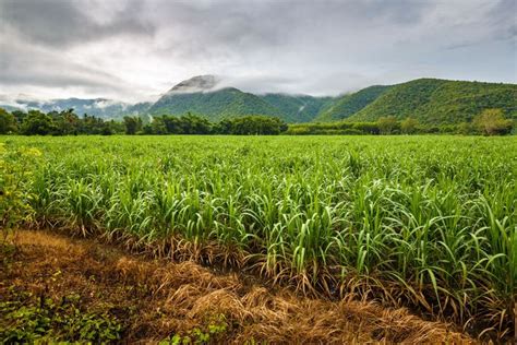 Sugarcane | plant | Britannica