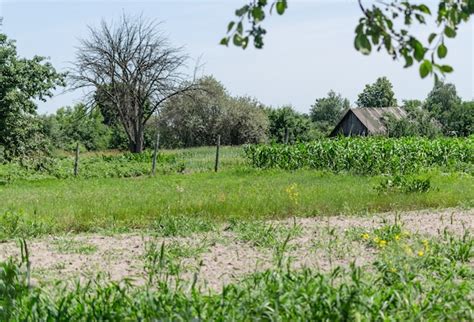 Premium Photo | Old farm with tall grass