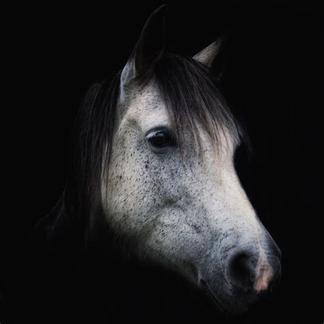 White horse portrait on black background 1989375 Stock Photo at Vecteezy