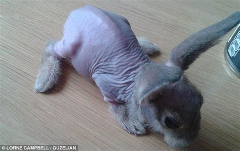 Bald dwarf rabbit is born without any fur on his body and has to be covered with suncream to ...