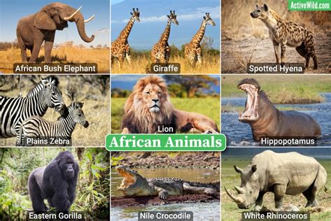 Animals Around The World – Discover Species From Every Continent