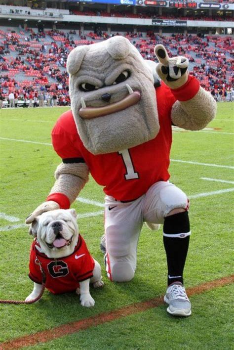 The Ultimate Guide To UGA Orientation - Society19 | Georgia bulldog mascot, Georgia dawgs ...