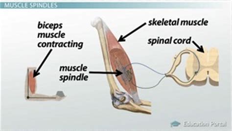 Sensory Nerves and Receptors of Muscles and Tendons - Video & Lesson ...