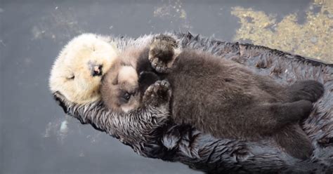 Baby Otter Sleeps On Mom’s Floating Belly