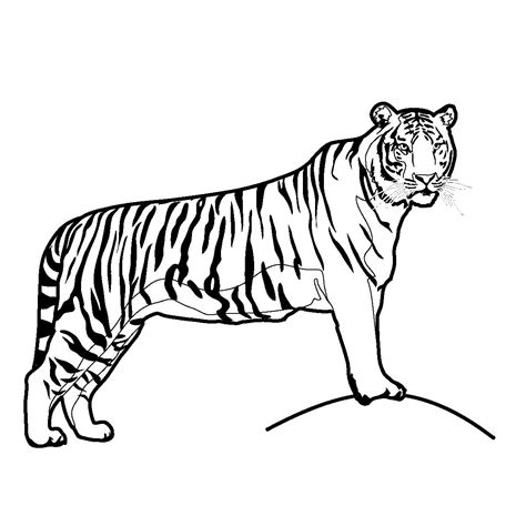 Printable Tiger Coloring Pages