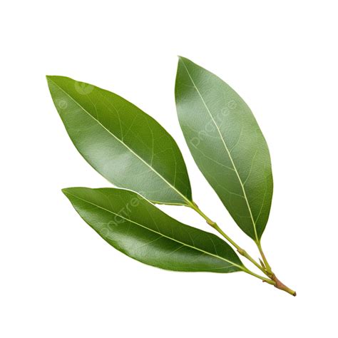 Bay Leaf Plant, Herb, Bay, Leaf PNG Transparent Image and Clipart for ...