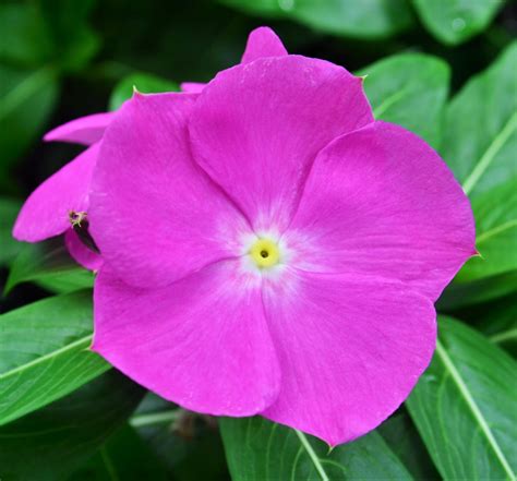 Vinca Catharanthus roseus Orchid from Hillcrest Nursery