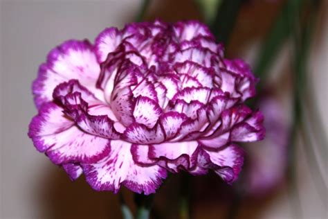 Flower Homes: Carnation Flowers