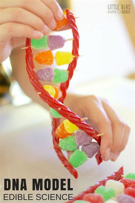 DNA Model Project With Candy - Little Bins for Little Hands | Dna model, Science projects for ...