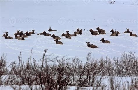 Elk in winter 6224983 Stock Photo at Vecteezy