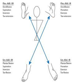 PNF D1 flexion, D1 extension, D2 flexion, D2 extension diagonals. Never can remember these ...