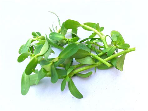 Bacopa: Benefits, Side Effects, and Preparations