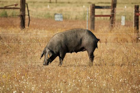 For the first time, Spain’s prized Iberian pigs being raised in California