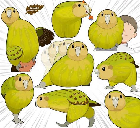 Kakapo | Birds | Cute drawings, Cute animal drawings, Animal art