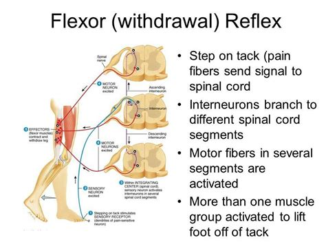 +14 Achilles Reflex Diagram 2022 - Bigmantova