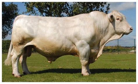 Generalidades de la Ganadería Bovina.: Charolais | Ganado de carne, Ganado vacuno, Vacas lecheras