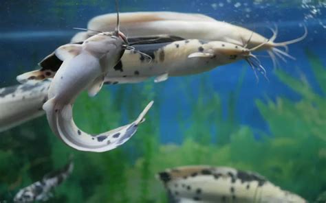 Walking Catfish Care: Complete Guide for Beginners - AquariumNexus