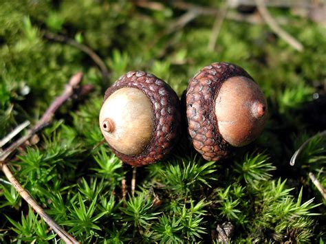 Free picture: two, acorns, moss