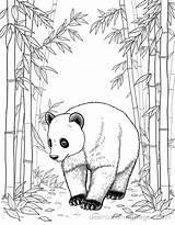 Panda Coloring Pages  21 Free Printable Coloring sketch template
