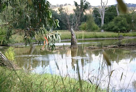 Tumut Wetlands | NSW Holidays & Accommodation, Things to Do ...