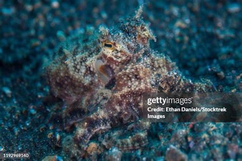 482 Octopus Camouflage Stock Photos, High-Res Pictures, and Images - Getty Images