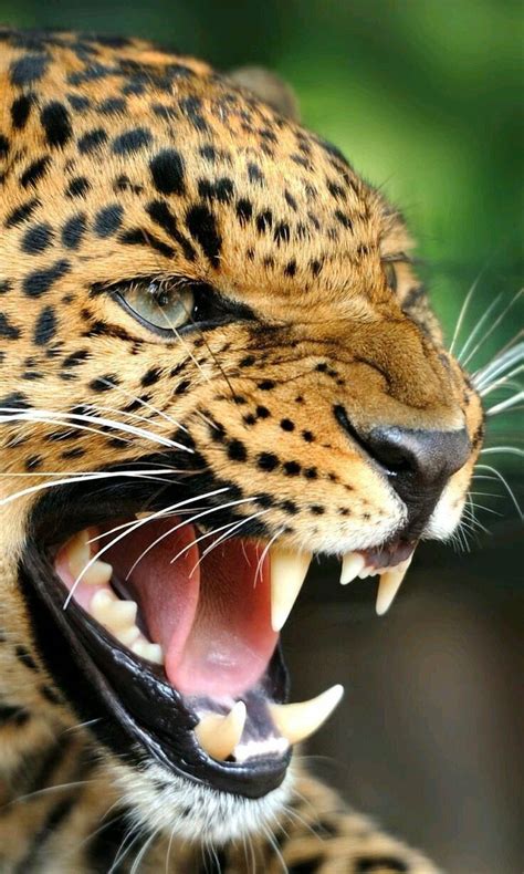 Angry Leopard | Majestic animals, Big cats, Wildlife photography