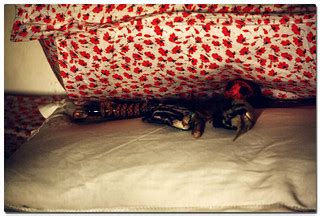 Between Pillows | My overactive cats each have their own fav… | Flickr