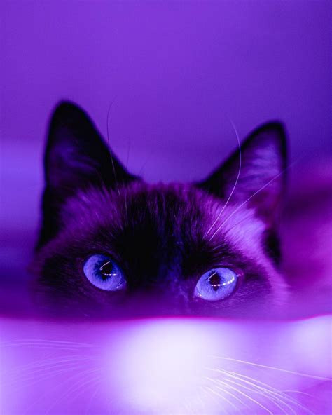 Purple Things Wallpapers - Top Free Purple Things Backgrounds ...