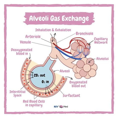 Alveoli Gas Exchange - MEDizzy