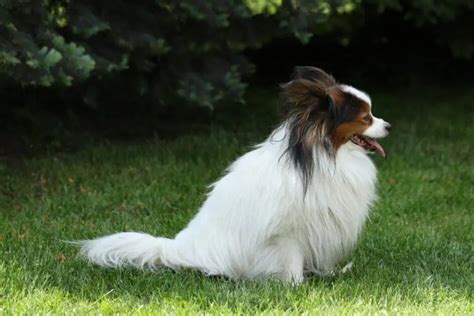 THE ULTIMATE GUIDE TO DOG TAIL TYPES - It's Everything Dogs